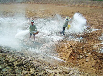 Đất ph&egrave;n g&acirc;y kh&oacute; cho người nu&ocirc;i t&ocirc;m, kh&ocirc;ng xử l&yacute; tốt sẽ ảnh hưởng tới năng suất