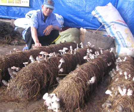 Trồng nấm rơm từ rơm cuộn c&oacute; thể đem lại năng suất cao hơn từ 20 đến 30%