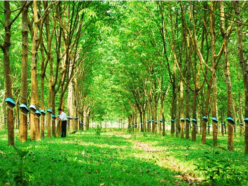 B&oacute;n ph&acirc;n hữu cơ vi sinh khiến h&agrave;m lượng cao su kh&ocirc; v&agrave; năng suất mủ cao su cũng gia tăng