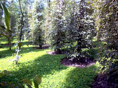 Lạc dại giữ đất trong vườn hồ ti&ecirc;u lu&ocirc;n tươi xốp gi&uacute;p năng suất tăng l&ecirc;n