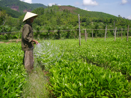 Ứng dụng c&ocirc;ng nghệ để n&acirc;ng cao chất lượng giống c&acirc;y l&agrave; nền tảng tăng năng suất l&acirc;m nghiệp