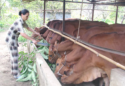 Dự &aacute;n đ&atilde; gi&uacute;p c&aacute;c hộ gia đ&igrave;nh n&acirc;ng cao năng suất, chất lượng trong chăn nu&ocirc;i b&ograve; sữa