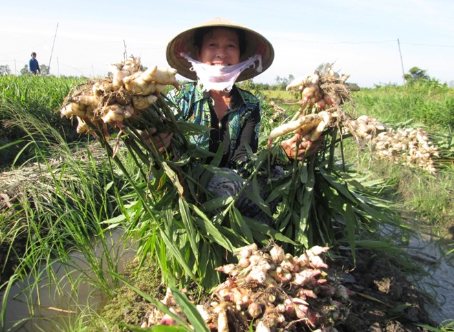 Ch&uacute; &yacute; chọn giống gừng để đạt năng suất chất lượng thu hoạch tốt nhất