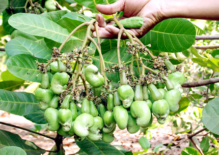 M&ocirc; h&igrave;nh th&acirc;m canh vườn điều ở B&igrave;nh ĐỊnh gi&uacute;p c&acirc;y điều đạt năng suất quả cao