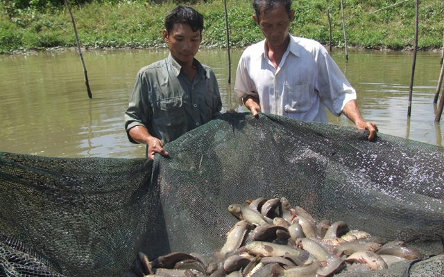 M&ocirc; h&igrave;nh nu&ocirc;i c&aacute; trong ruộng c&oacute; thể gi&uacute;p b&agrave; con tăng thu nhập, cải thiện đời sống