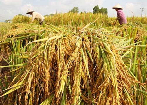  Đặc biệt, nhiều trang trại ở phường Mỹ Thới, thị x&atilde; Long Xuy&ecirc;n thực hiện m&ocirc; h&igrave;nh nu&ocirc;i c&aacute; tra sạch kết hợp ruộng l&uacute;a 2 vụ: lấy nước thải từ ao nu&ocirc;i c&aacute; dẫn v&agrave;o tưới ruộng l&uacute;a, năng suất l&uacute;a tăng hơn 1 tấn/ha/vụ