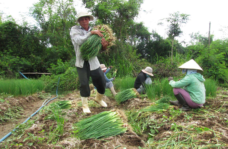 Năng suất h&agrave;nh l&aacute; tại TP Tuy H&ograve;a đ&atilde; đạt mức cao nhất từ trước đến nay