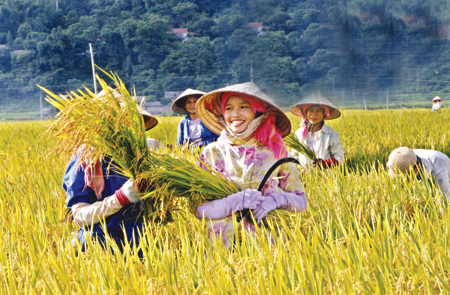 B&agrave; con n&ocirc;ng d&acirc;n phấn khởi v&igrave; l&uacute;a cho năng suất cao