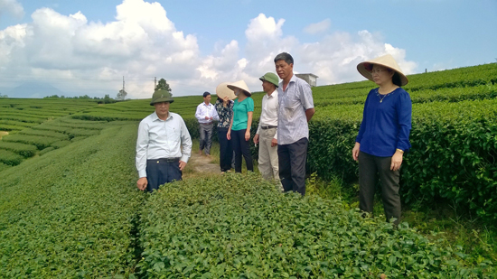Huyện Hải H&agrave;, tỉnh Quảng Ninh đang t&iacute;ch cực đưa những giống ch&egrave; mới cho năng suất v&agrave; chất lượng cao v&agrave;o trồng v&agrave; sản xuất.