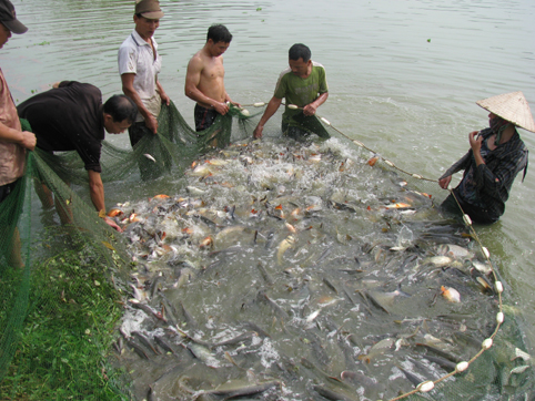 Bắc Giang đầu tư nghi&ecirc;n cứu tạo giống thủy sản năng suất chất lượng cao