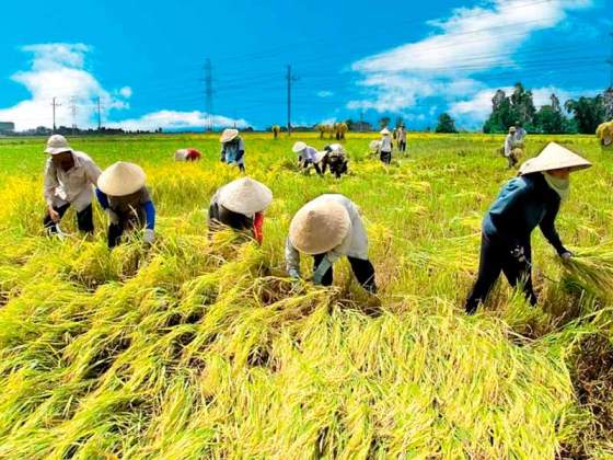 đồng bằng s&ocirc;ng cửu long n&acirc;ng cao chất lượng gạo