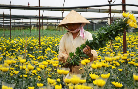 Nhiều hỗ trợ từ dự &aacute;n NSCL tỉnh L&acirc;m Đồng đang mang lại hiệu quả thiết thực