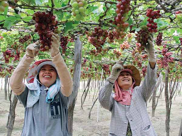 Năng suất ng&agrave;nh n&ocirc;ng nghiệp Việt Nam đạt thấp