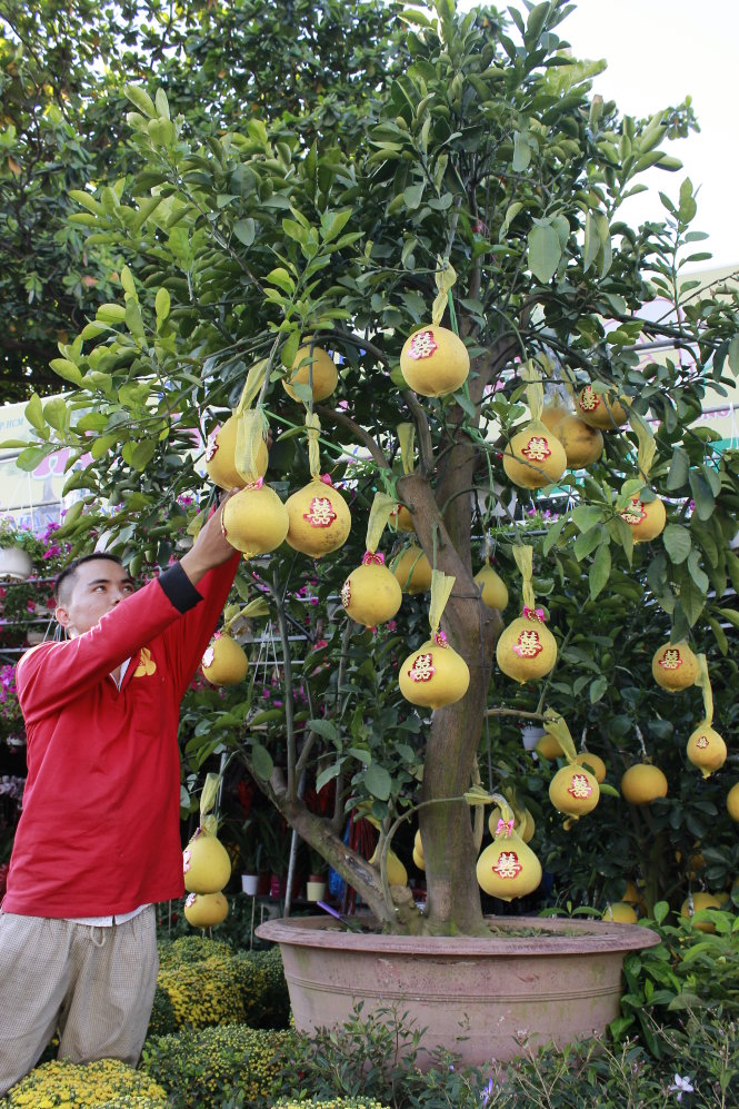 C&acirc;y bưởi diễn c&oacute; gi&aacute; 35 triệu đồng của một cửa h&agrave;ng ở TPHCM đ&atilde; c&oacute; người đặt mua