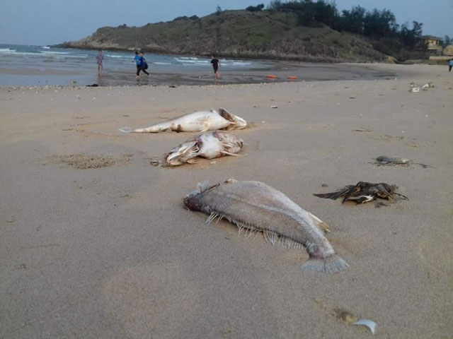 Nghi vấn tàu nước ngoài thả độc vụ cá chết hàng loạt ở miền Trung Nghi vấn tàu nước ngoài thả độc vụ cá chết hàng loạt ở miền Trung