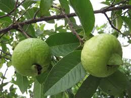 Ngộ độc ổi vừa phun thuốc k&iacute;ch th&iacute;ch
