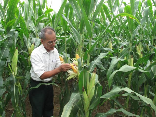 Ng&ocirc; biến đổi gen Monsanto Việt Nam