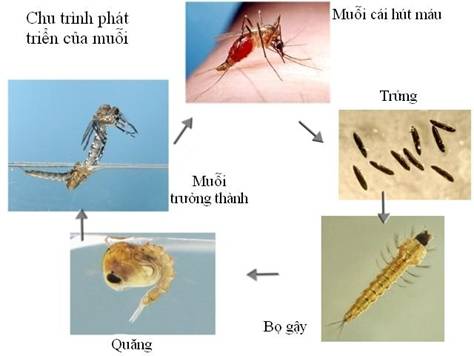 Nguy cơ b&ugrave;ng ph&aacute;t dịch sốt xuất huyết