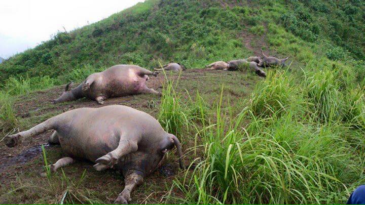 H&agrave; Giang: Tr&acirc;u chết tập thể do s&eacute;t đ&aacute;nh tr&uacute;ng