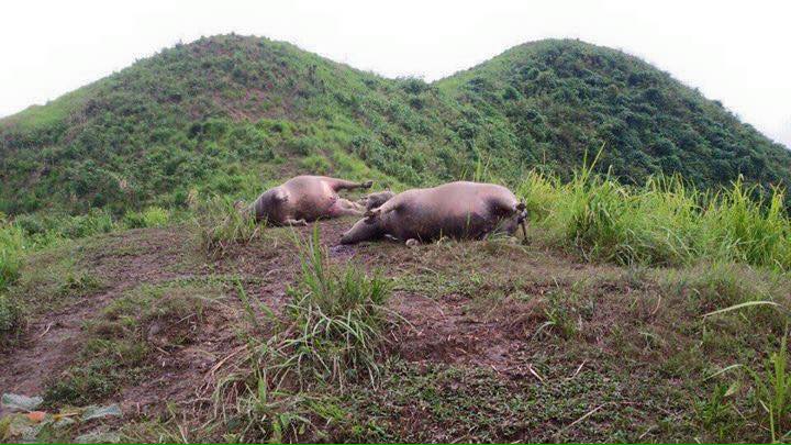 H&agrave; Giang: Tr&acirc;u chết tập thể do s&eacute;t đ&aacute;nh tr&uacute;ng