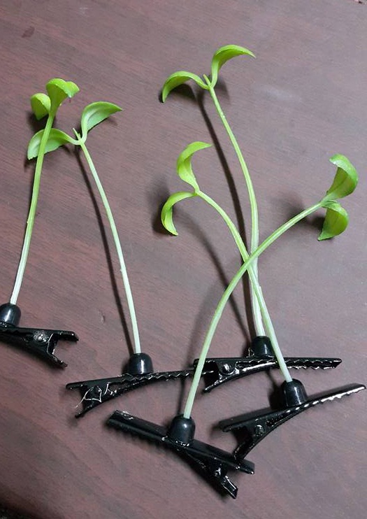 Mốt kẹp t&oacute;c mọc c&acirc;y tr&ecirc;n đầu tr&agrave;n về Việt Nam