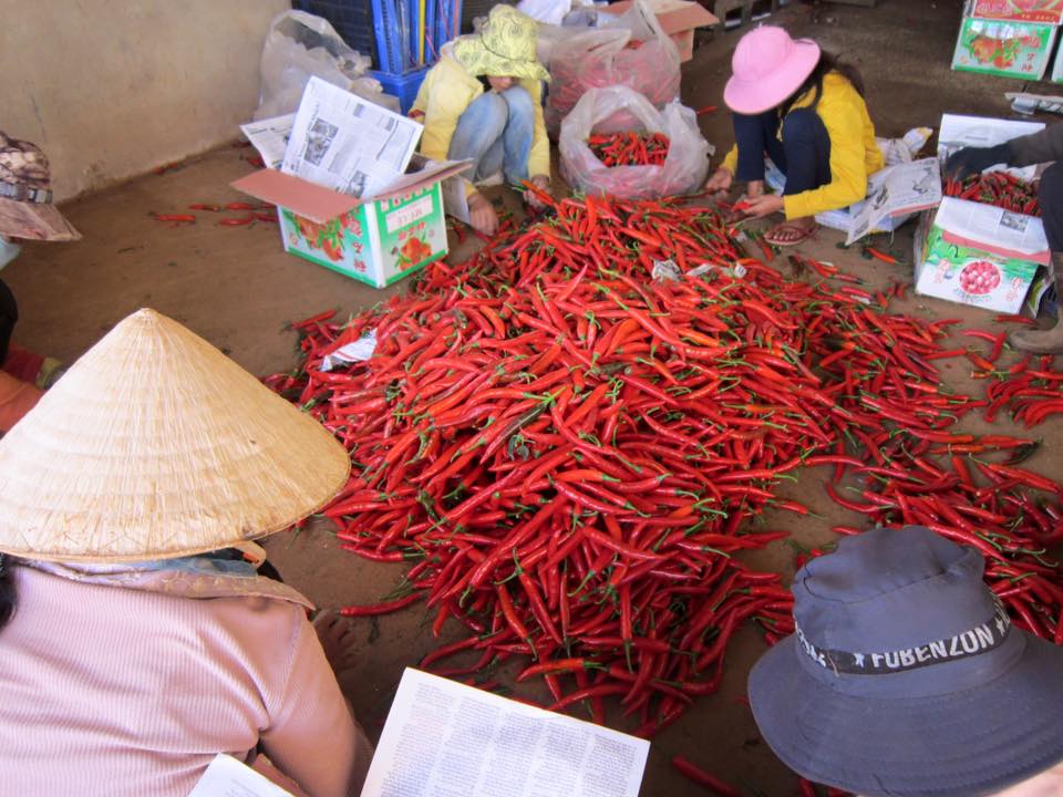 Ớt ch&iacute;n đỏ đồng, người d&acirc;n cầu cứu tr&ecirc;n Facebook