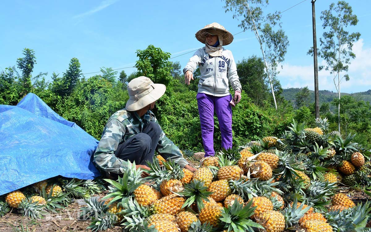 Dứa Đồng Giao khẳng định thương hiệu v&agrave; vị thế cạnh tranh