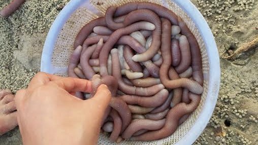 S&aacute; s&ugrave;ng V&acirc;n Đồn gi&aacute; 4 triệu/kg, bao nhi&ecirc;u cũng hết