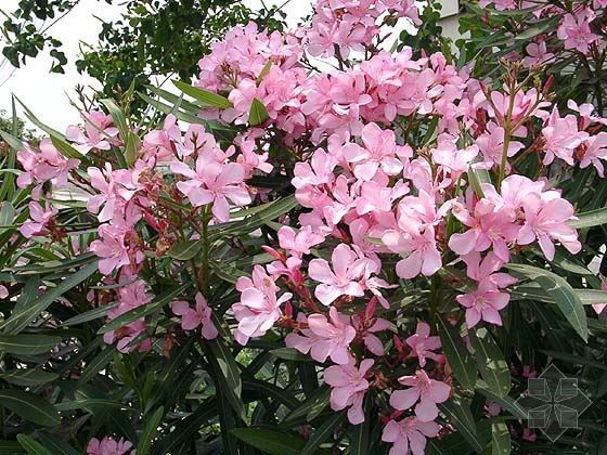 5 loại c&acirc;y cảnh đẹp nhưng kịch độc kh&ocirc;ng n&ecirc;n trồng 