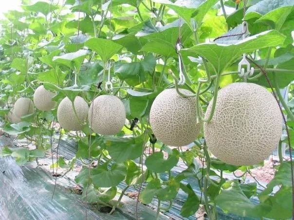Đất th&eacute;p Củ Chi: L&agrave;m gi&agrave;u bằng n&ocirc;ng nghiệp c&ocirc;ng nghệ cao