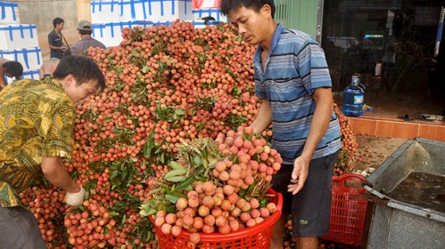 Thương l&aacute;i Trung Quốc d&aacute;n nh&atilde;n cho vải thiều trước mặt người Việt