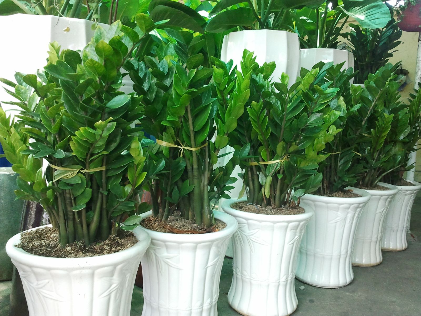 5 loại c&acirc;y cảnh đẹp nhưng kịch độc kh&ocirc;ng n&ecirc;n trồng 