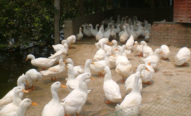 Thanh H&oacute;a: Chuyển giao c&ocirc;ng nghệ, hỗ trợ n&ocirc;ng d&acirc;n l&agrave;m gi&agrave;u