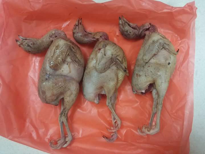 Hô biến gà chiếp mắc bệnh thành chim cút béo ngậy Hô biến gà chiếp mắc bệnh thành chim cút béo ngậy