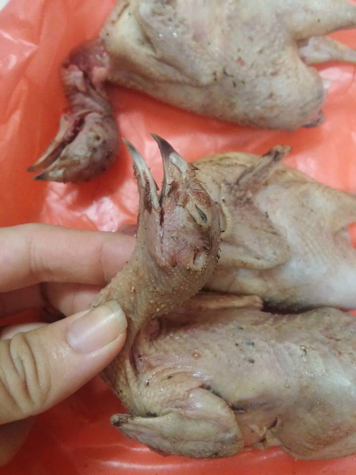 Hô biến gà chiếp mắc bệnh thành chim cút béo ngậy Hô biến gà chiếp mắc bệnh thành chim cút béo ngậy