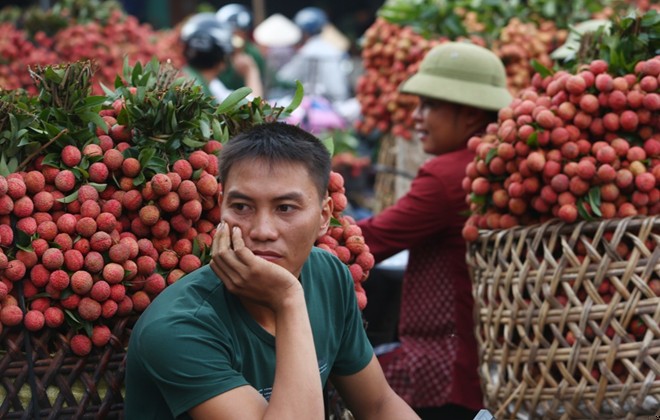 Vải thiều Lục Ngạn 'n&oacute;ng ruột' ng&oacute;ng đầu ra