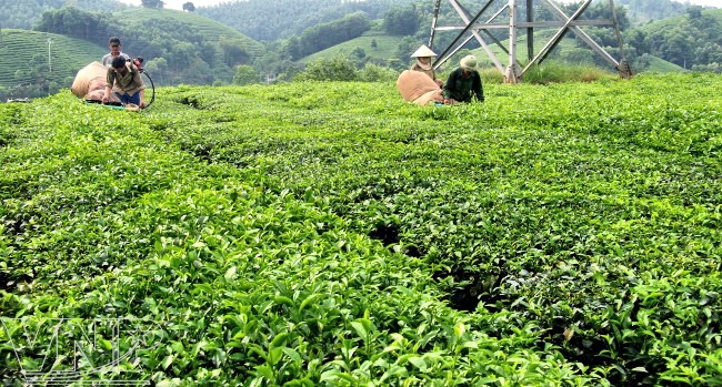 Tuy&ecirc;n Quang: Đẩy mạnh ứng dụng khoa học n&acirc;ng cao chất lượng c&acirc;y trồng