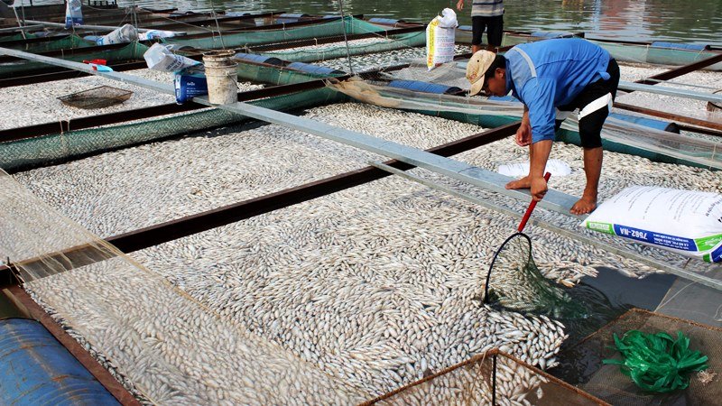 Ph&oacute; Thủ tướng Ho&agrave;ng Trung Hải y&ecirc;u cầu b&aacute;o c&aacute;o vụ 200 tấn c&aacute; chết tại Đồng Nai