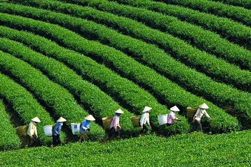 Ch&egrave; &Ocirc; Long 'nức nở k&ecirc;u cứu&rsquo;