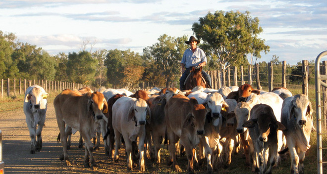 Nghi b&ograve; bị ngược đ&atilde;i, Australia cấm xuất khẩu cho DN Việt Nam