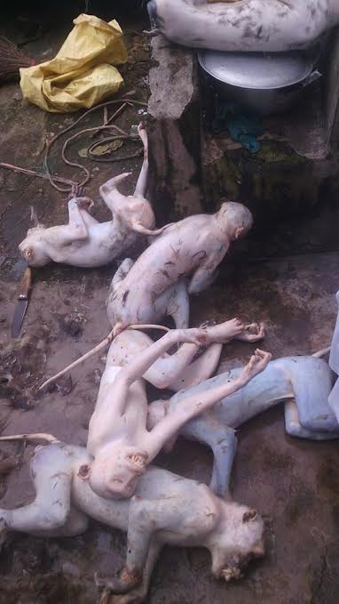 Kinh hoàng trước ch&ugrave;m ảnh giết hại khỉ d&atilde; man, v&ocirc; nh&acirc;n t&iacute;nh