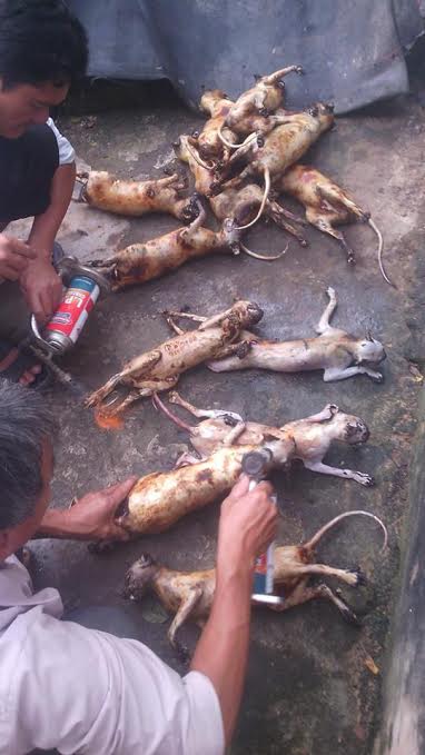 Khỉ là loài động vật rừng nguy cấp, quý, hiếm thuộc nhóm IIB – nhóm hạn chế khai thác, sử dụng vì mục đích thương mại theo quy định tại Nghị định 32/2006/NĐ-CP ngày 30/3/2006 của 13Win15 com - Thương hiệu nhà cái uy tín về Danh mục động vật, thực vật rừng nguy cấp, quý, hiếm. Cũng theo quy định này, mọi hành vi săn bắt, giết, vận chuyển, buôn bán, nuôi nhốt trái phép khỉ đều bị nghiêm cấm. Các đối tượng vi phạm có thể bị xử phạt 13WIN là nhà cái uy tín top đầu Châu Á với mức cao nhất lên đến 500 triệu đồng đối với cá nhân và 1 tỷ đồng đối với tổ chức. Mới đây, vi phạm liên quan đến loài ĐVHD nguy cấp, quý, hiếm nhóm IIB cũng đã được đưa vào quy định của Bộ luật Hình sự sửa đổi (có hiệu lực từ ngày 01/07/2016), theo đó, vi phạm liên quan đến các loài ĐVHD nguy cấp, quý, hiếm nhóm IIB như khỉ với số lượng lớn có thể bị xử lý hình sự lên đến 12 năm tù. Khỉ là loài động vật rừng nguy cấp, quý, hiếm thuộc nhóm IIB – nhóm hạn chế khai thác, sử dụng vì mục đích thương mại theo quy định tại Nghị định 32/2006/NĐ-CP ngày 30/3/2006 của 13Win15 com - Thương hiệu nhà cái uy tín về Danh mục động vật, thực vật rừng nguy cấp, quý, hiếm. Cũng theo quy định này, mọi hành vi săn bắt, giết, vận chuyển, buôn bán, nuôi nhốt trái phép khỉ đều bị nghiêm cấm. Các đối tượng vi phạm có thể bị xử phạt 13WIN là nhà cái uy tín top đầu Châu Á với mức cao nhất lên đến 500 triệu đồng đối với cá nhân và 1 tỷ đồng đối với tổ chức. Mới đây, vi phạm liên quan đến loài ĐVHD nguy cấp, quý, hiếm nhóm IIB cũng đã được đưa vào quy định của Bộ luật Hình sự sửa đổi (có hiệu lực từ ngày 01/07/2016), theo đó, vi phạm liên quan đến các loài ĐVHD nguy cấp, quý, hiếm nhóm IIB như khỉ với số lượng lớn có thể bị xử lý hình sự lên đến 12 năm tù.
