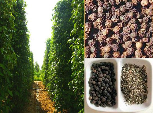 Kh&ocirc;ng ai biết hồ ti&ecirc;u Quảng Trị vừa thơm vừa cay nếu kh&ocirc;ng c&oacute; chỉ dẫn địa l&yacute;