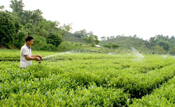 Nhiều giải ph&aacute;p n&acirc;ng cao năng suất, chất lượng ch&egrave; Sơn Dương