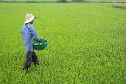 Thực hư việc d&ugrave;ng xi măng b&oacute;n l&uacute;a tốt &lsquo;mơn mởn ở Đồng Th&aacute;p