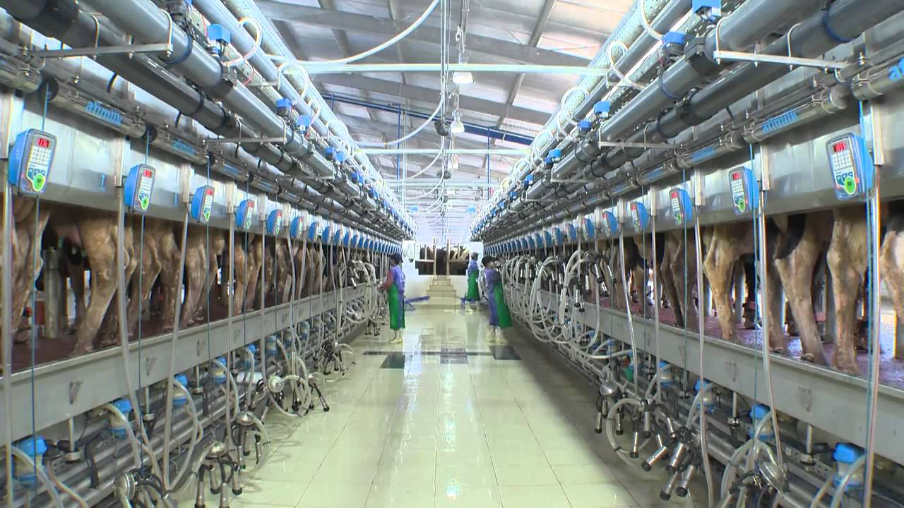 Sự thật về c&acirc;u chuyện TH truemilk bị cưỡng chế hải quan