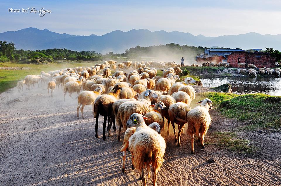 Ninh Thuận: Năng suất chất lượng thịt cừu sẽ đi l&ecirc;n từ thương hiệu