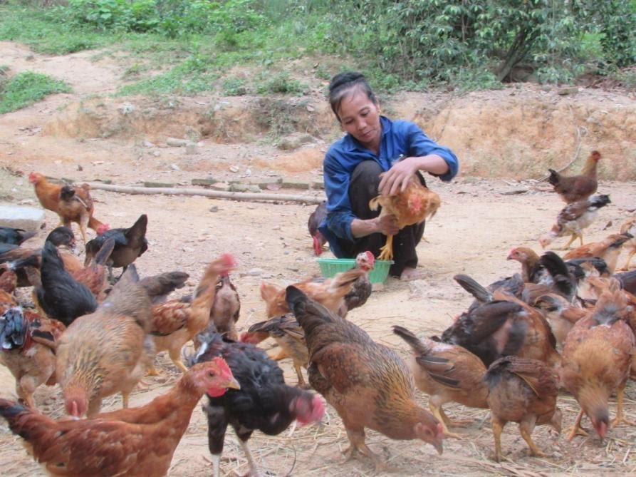 Nu&ocirc;i g&agrave; kỹ thuật mới, nhiều gia đ&igrave;nh tho&aacute;t ngh&egrave;o