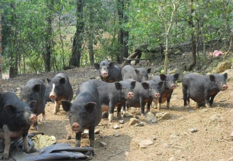 Nu&ocirc;i lợn đen c&ocirc;ng nghệ vi sinh cho l&atilde;i lớn 