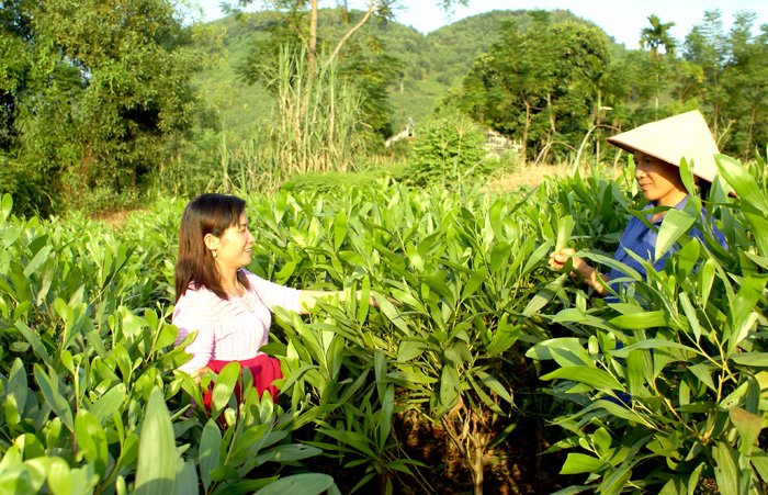 Tuyên Quang: Nâng cao năng suất, chất lượng rừng trồng bằng việc lấy cây mô